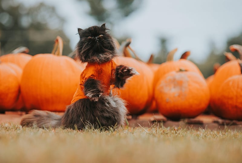 Autumn Decor